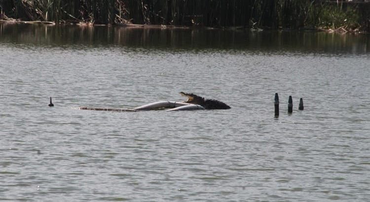Reubicarán al cocodrilo que habita en la laguna Malibrán