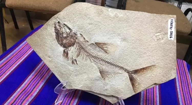 Investigadores hallan fósil de pez de casi 100 millones de años en Chiapas