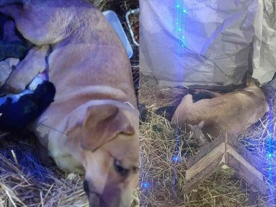 Perrita da a luz en un nacimiento en Veracruz