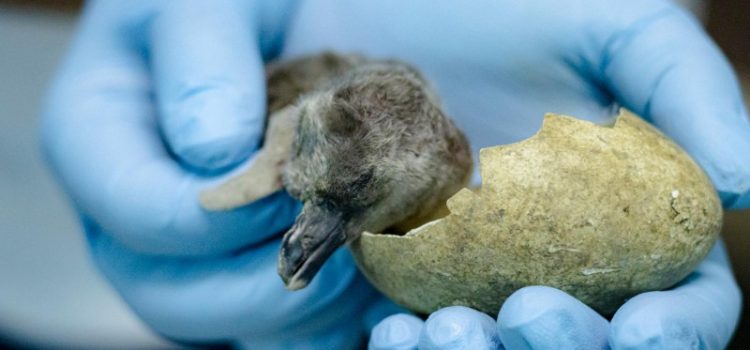 Nace pingüinito en Acuario de Veracruz