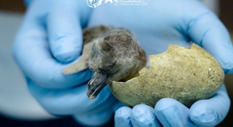 Nace pingüinito en Acuario de Veracruz