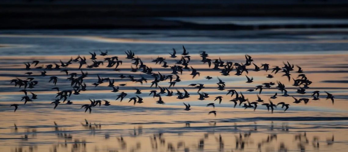 Reporte de la ONU muestra que casi la mitad de las especies migratorias se ven amenazados