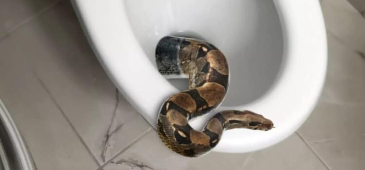 Tailandés enfrenta una aterradora sorpresa en el inodoro: ¡Una pitón en sus partes íntimas! Tailandés enfrenta una aterradora sorpresa en el inodoro: ¡Una pitón en sus partes íntimas!