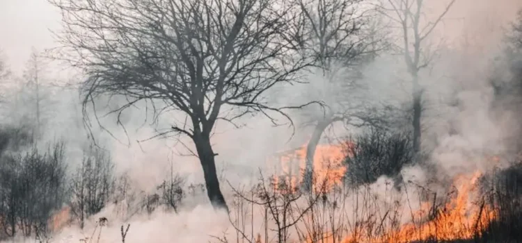 Incendios forestales devastan 15 mil hectáreas en Veracruz
