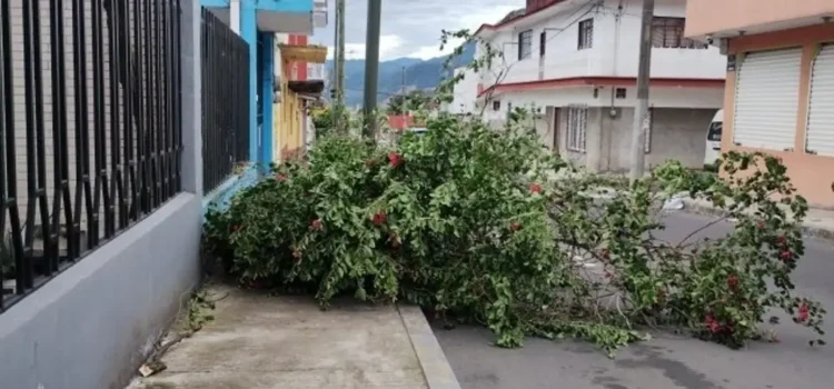 Árboles caídos, cables reventados y láminas desprendidas deja surada en Córdoba y Orizaba