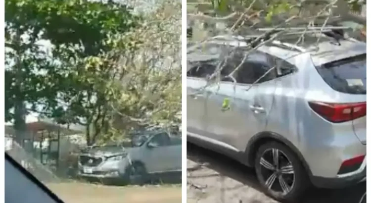 Por fuertes vientos, cae árbol sobre camioneta en Boca del Río, Veracruz