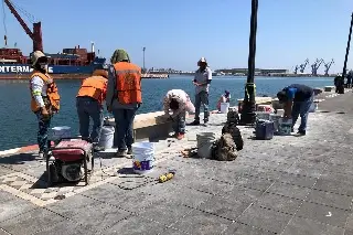 Capturan alrededor de tonelada y media de robalo en Alvarado, Veracruz