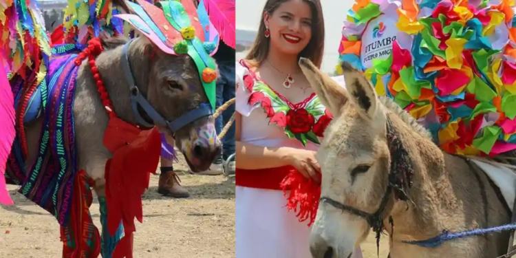 Invitan a … concurso de rebuznos