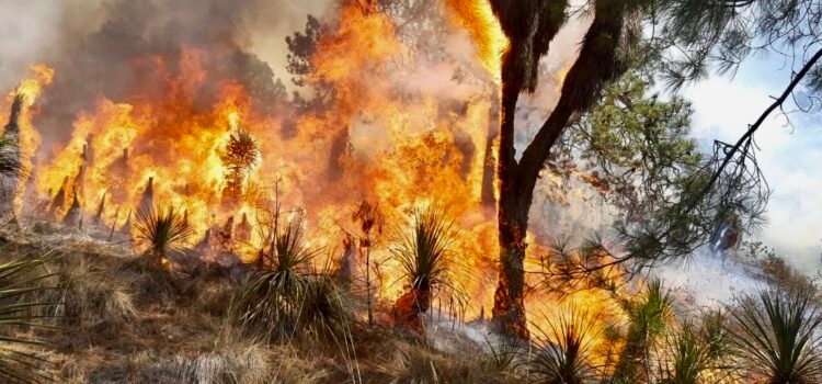 Dañadas, casi 500 hectáreas de bosque por incendios: Nahle