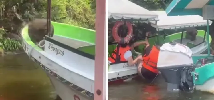Mono se sube a lancha en Catemaco; turistas se lanzaron al agua por miedo