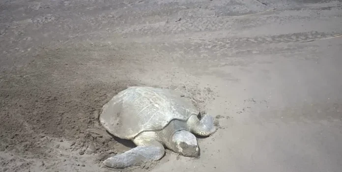 Inicia desove de tortugas lora en playa Chachalacas Inicia desove de tortugas lora en playa Chachalacas