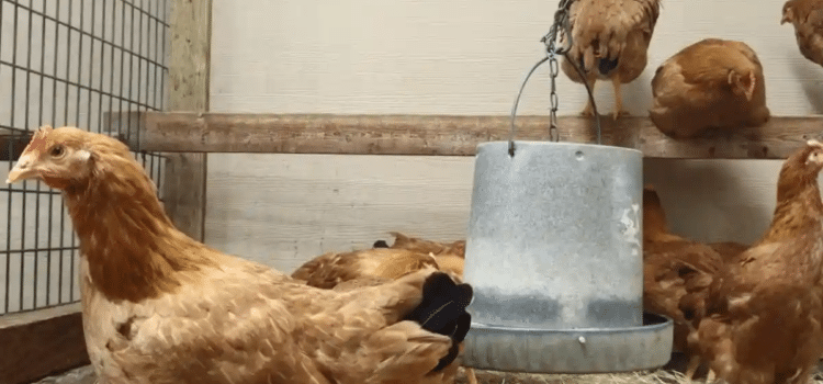 El nuevo negocio en Estados Unidos: rentar gallinas