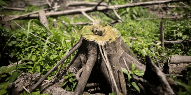 México entra al Top 10 de países con mayor pérdida de bosques en el mundo