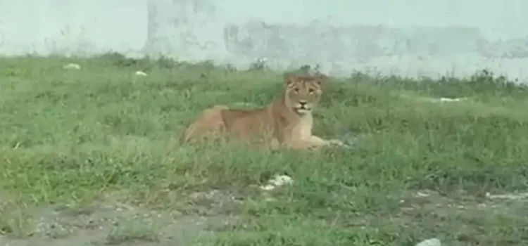 Se escapa león en la Riviera Veracruzana