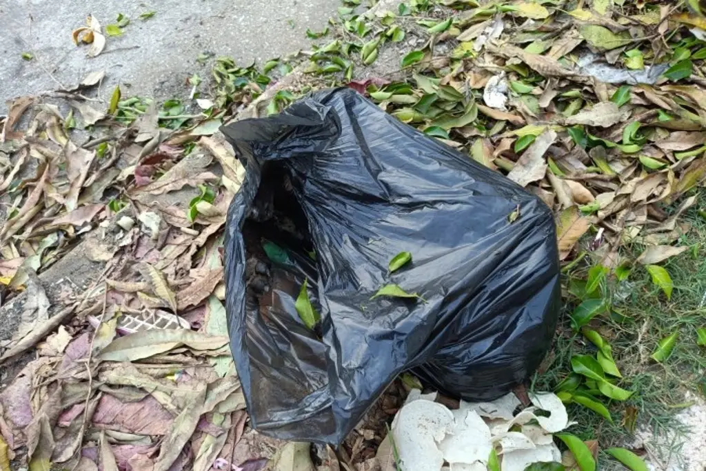 Hallan sin vida a 4 perros en colonia de Coatzacoalcos, Veracruz; esto se sabe