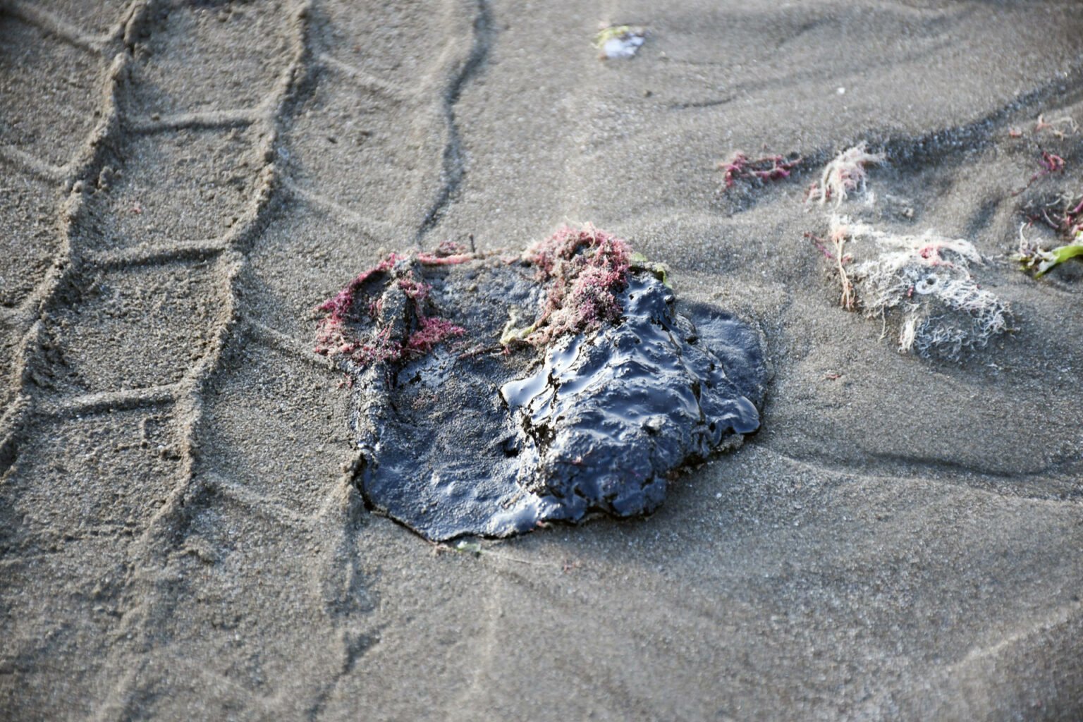 Detectan tres fuentes de hidrocarburos en costas de Veracruz y Tabasco: un vertimiento ilegal y dos emanaciones naturales