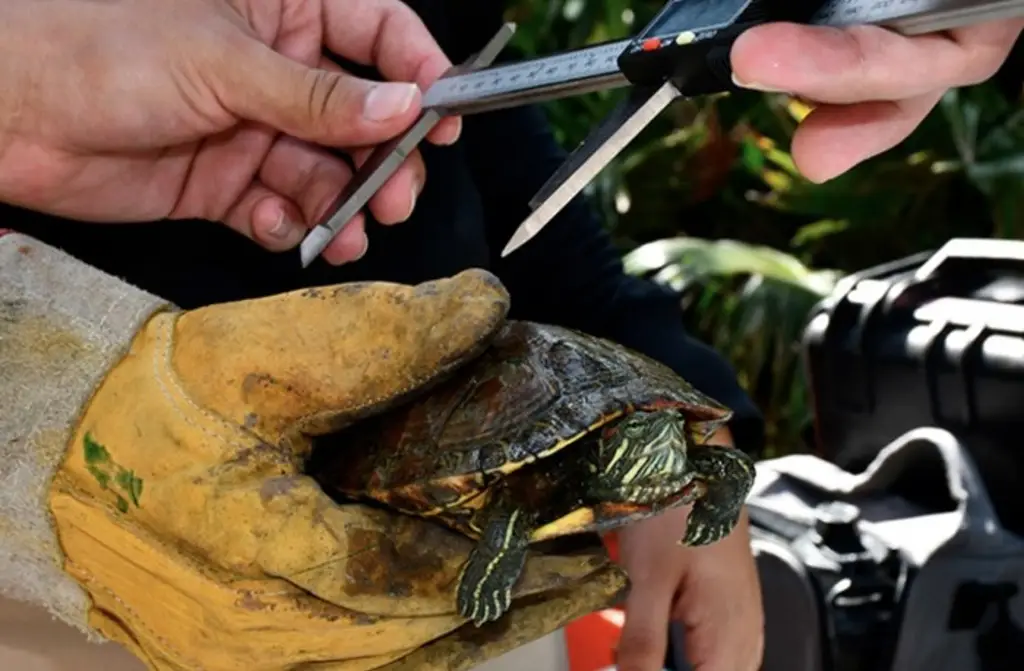 Derrame en Golfo de México deja 12 tortugas muertas, confirma autoridad