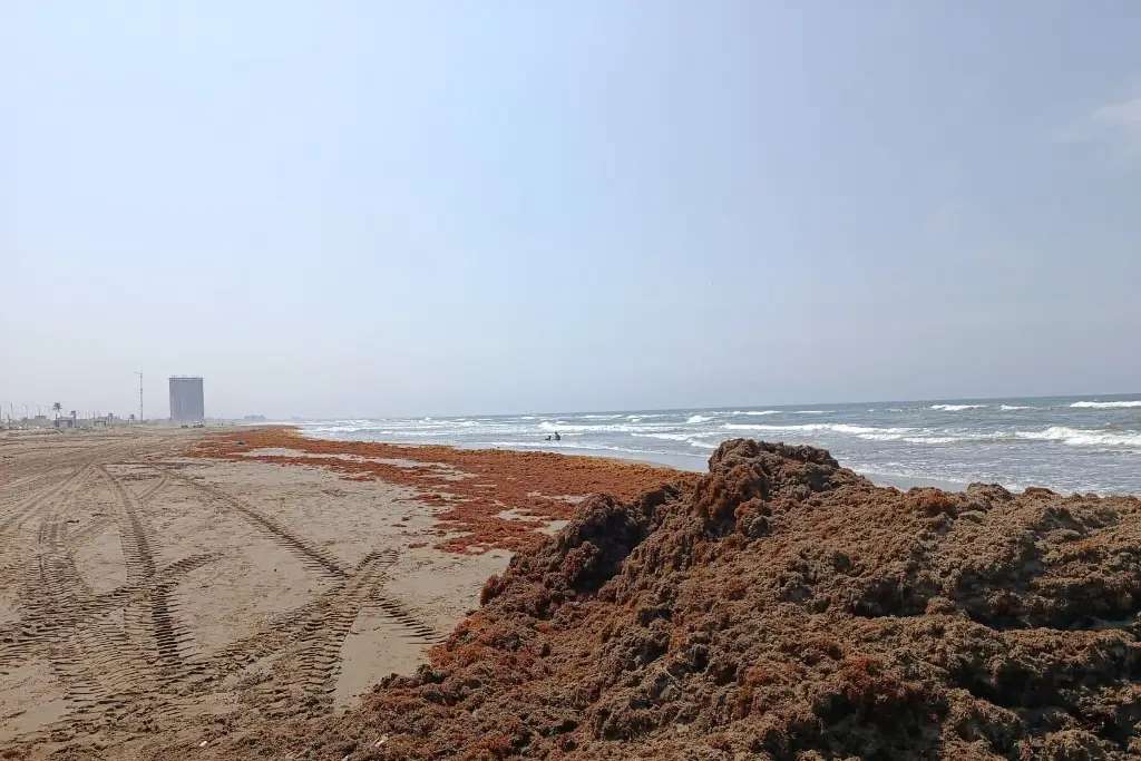 Sargazo llega a playas al sur de Veracruz